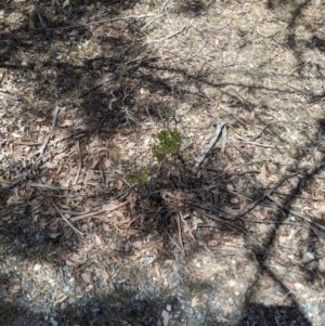 Grevillea ramosissima subsp. ramosissima at Jerrabomberra, NSW - 20 Nov 2019 02:03 PM