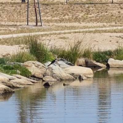 Microcarbo melanoleucos (Little Pied Cormorant) at QPRC LGA - 20 Nov 2019 by BuzzardRex