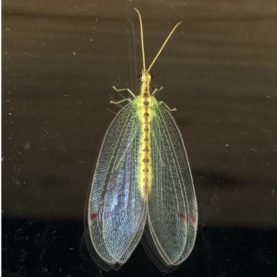 Norfolius howensis (Diamond-banded Nymphid) at Rosedale, NSW - 15 Nov 2019 by jb2602