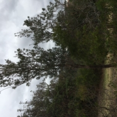 Banksia integrifolia subsp. integrifolia (Coast Banksia) at North Tura Coastal Reserve - 19 Nov 2019 by Carine