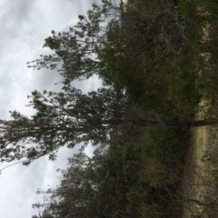 Banksia integrifolia subsp. integrifolia (Coast Banksia) at North Tura - 19 Nov 2019 by Carine