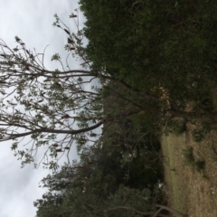 Banksia integrifolia subsp. integrifolia (Coast Banksia) at Tura Beach, NSW - 20 Nov 2019 by Carine