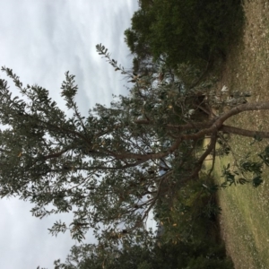 Banksia integrifolia subsp. integrifolia at Tura Beach, NSW - 20 Nov 2019 10:12 AM