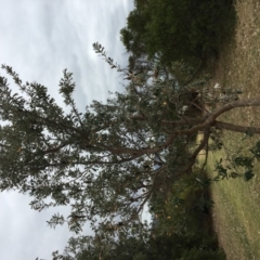 Banksia integrifolia subsp. integrifolia (Coast Banksia) at Tura Beach, NSW - 19 Nov 2019 by Carine