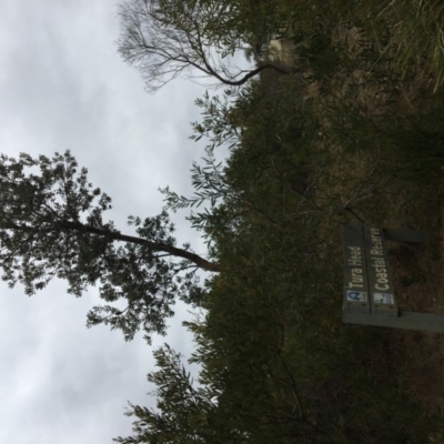 Banksia integrifolia subsp. integrifolia (Coast Banksia) at North Tura Coastal Reserve - 19 Nov 2019 by Carine