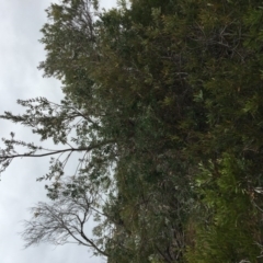 Banksia integrifolia subsp. integrifolia (Coast Banksia) at Tura Beach, NSW - 19 Nov 2019 by Carine