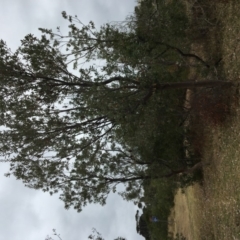 Banksia integrifolia subsp. integrifolia (Coast Banksia) at Tura Beach, NSW - 20 Nov 2019 by Carine