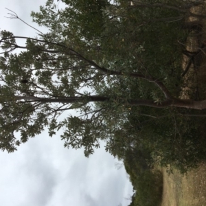 Banksia integrifolia subsp. integrifolia at Tura Beach, NSW - 20 Nov 2019 10:05 AM