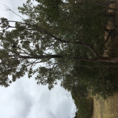 Banksia integrifolia subsp. integrifolia (Coast Banksia) at Tura Beach, NSW - 19 Nov 2019 by Carine