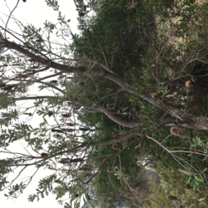 Banksia integrifolia subsp. integrifolia at North Tura - 20 Nov 2019 10:03 AM