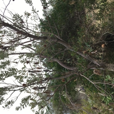 Banksia integrifolia subsp. integrifolia (Coast Banksia) at North Tura Coastal Reserve - 19 Nov 2019 by Carine