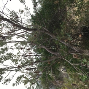 Banksia integrifolia subsp. integrifolia at North Tura - 20 Nov 2019