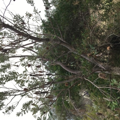 Banksia integrifolia subsp. integrifolia (Coast Banksia) at Tura Beach, NSW - 19 Nov 2019 by Carine