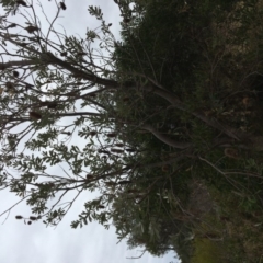 Banksia integrifolia subsp. integrifolia at North Tura - 20 Nov 2019