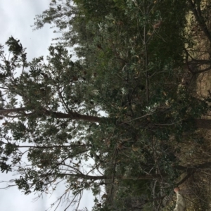 Banksia integrifolia subsp. integrifolia at Tura Beach, NSW - 20 Nov 2019 09:59 AM