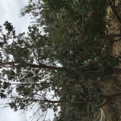 Banksia integrifolia subsp. integrifolia (Coast Banksia) at North Tura - 19 Nov 2019 by Carine