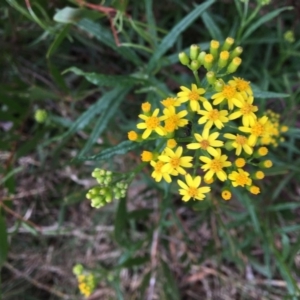 Senecio linearifolius var. arachnoideus at Tura Beach, NSW - 15 Nov 2019 07:08 PM