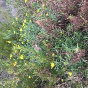 Senecio linearifolius var. arachnoideus at Tura Beach, NSW - 15 Nov 2019 07:08 PM