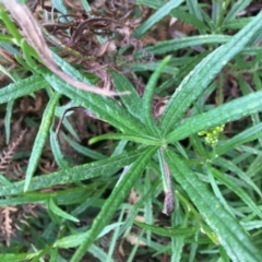 Senecio linearifolius var. arachnoideus at Tura Beach, NSW - 15 Nov 2019 07:08 PM