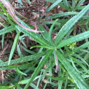 Senecio linearifolius var. arachnoideus at Tura Beach, NSW - 15 Nov 2019 07:08 PM