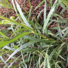 Senecio linearifolius var. arachnoideus at Tura Beach, NSW - 15 Nov 2019 07:08 PM