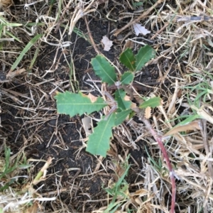 Banksia integrifolia subsp. integrifolia at Tura Beach, NSW - 15 Nov 2019 07:03 PM