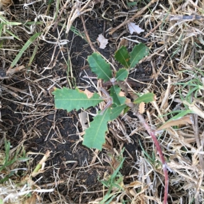 Banksia integrifolia subsp. integrifolia (Coast Banksia) at North Tura Coastal Reserve - 15 Nov 2019 by Carine