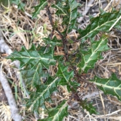 Solanum prinophyllum (Forest Nightshade) at Tura Beach, NSW - 15 Nov 2019 by Carine