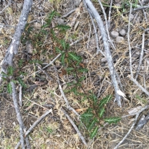 Solanum prinophyllum at North Tura - 15 Nov 2019