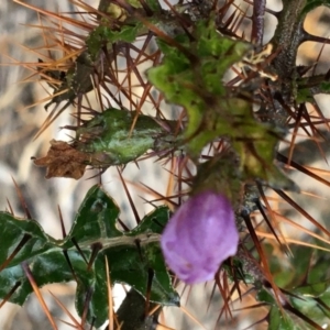 Solanum prinophyllum at North Tura - 15 Nov 2019 06:48 PM