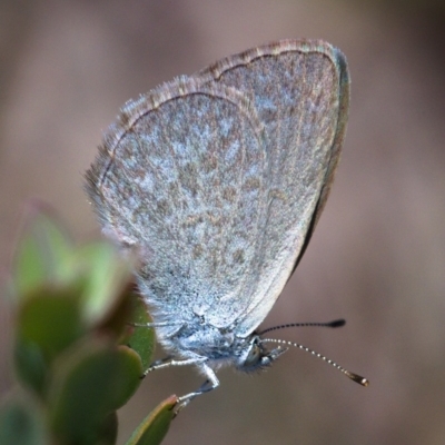 Zizina otis (Common Grass-Blue) at Tuggeranong DC, ACT - 20 Nov 2019 by Marthijn