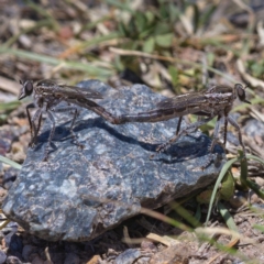 Bathypogon nigrinus (A robber fly) at Tuggeranong DC, ACT - 20 Nov 2019 by Marthijn