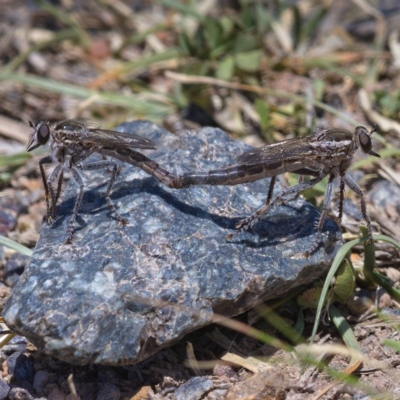 Bathypogon nigrinus (A robber fly) at Mount Taylor - 20 Nov 2019 by Marthijn