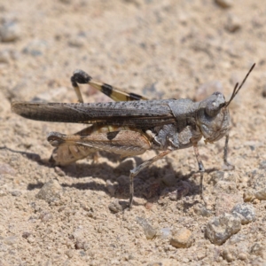 Pycnostictus seriatus at Kambah, ACT - 20 Nov 2019 01:13 PM