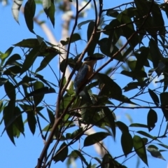 Todiramphus sanctus (Sacred Kingfisher) at Coolagolite, NSW - 17 Nov 2019 by JoyGeorgeson