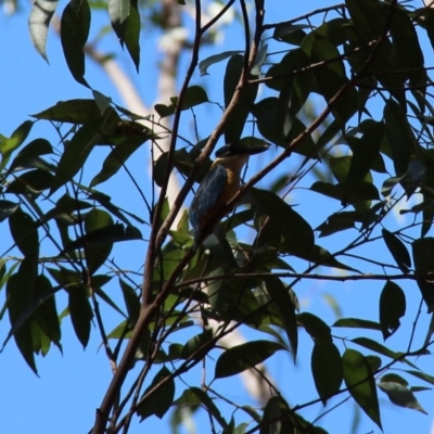 Todiramphus sanctus (Sacred Kingfisher) at Bermagui State Forest - 16 Nov 2019 by JoyGeorgeson