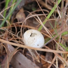 Todiramphus sanctus at Coolagolite, NSW - 17 Nov 2019