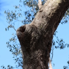 Todiramphus sanctus at Coolagolite, NSW - 17 Nov 2019 09:50 AM