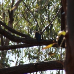 Todiramphus sanctus at Coolagolite, NSW - 17 Nov 2019 09:50 AM