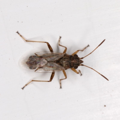 Nysius sp. (genus) (Seed bug) at Kambah, ACT - 19 Nov 2019 by Marthijn
