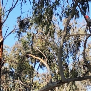 Callocephalon fimbriatum at Garran, ACT - 20 Nov 2019