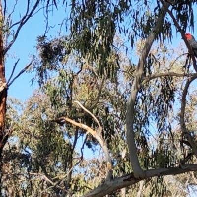 Callocephalon fimbriatum (Gang-gang Cockatoo) at Hughes Garran Woodland - 19 Nov 2019 by ruthkerruish