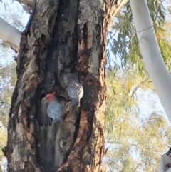 Callocephalon fimbriatum at Garran, ACT - 20 Nov 2019