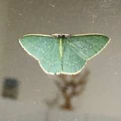 Chlorocoma dichloraria (Guenee's or Double-fringed Emerald) at Black Range, NSW - 17 Nov 2019 by KMcCue