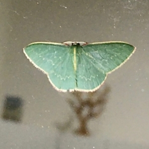 Chlorocoma dichloraria at Black Range, NSW - 17 Nov 2019