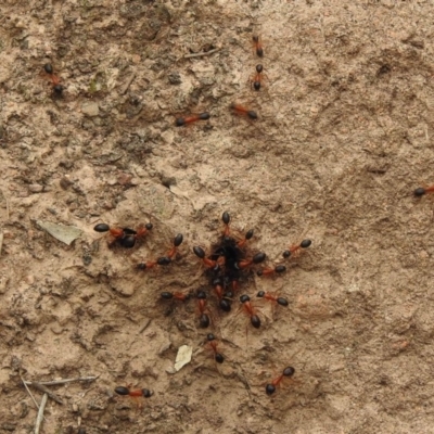 Camponotus nigriceps (Black-headed sugar ant) at Black Range, NSW - 16 Nov 2019 by KMcCue