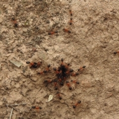 Camponotus sp. (genus) (A sugar ant) at Black Range, NSW - 16 Nov 2019 by KMcCue