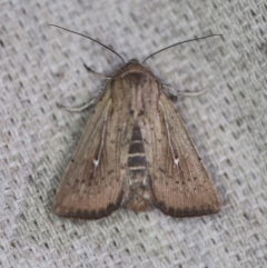 Leucania uda (A Noctuid moth) at O'Connor, ACT - 30 Oct 2019 by ibaird