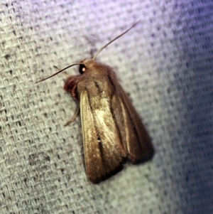 Leucania diatrecta at O'Connor, ACT - 30 Oct 2019 09:33 PM