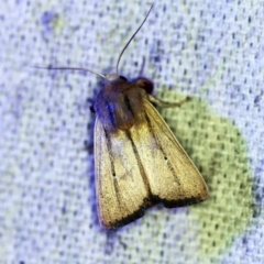 Leucania diatrecta at O'Connor, ACT - 30 Oct 2019 09:33 PM